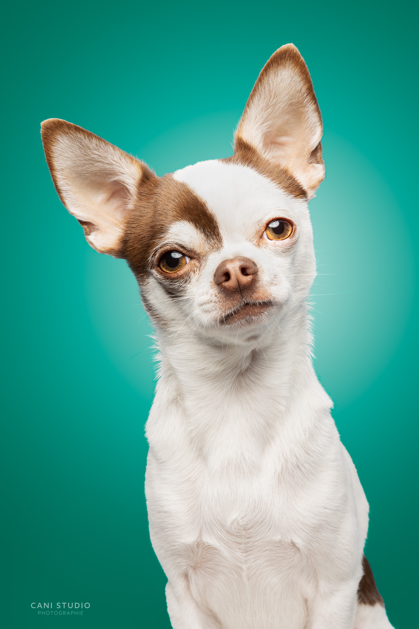 Photo de chien en studio sur fond coloré - Chihuahua