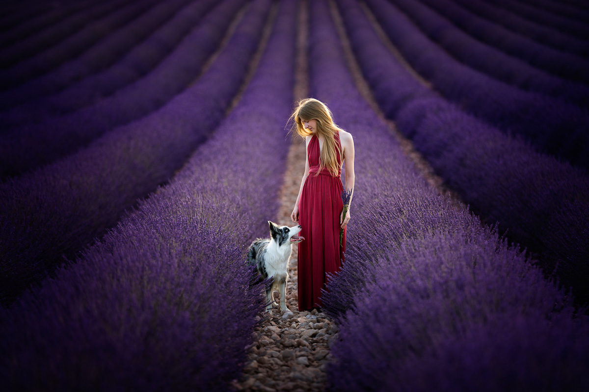 Photo Chien Lavandes - Border Collie