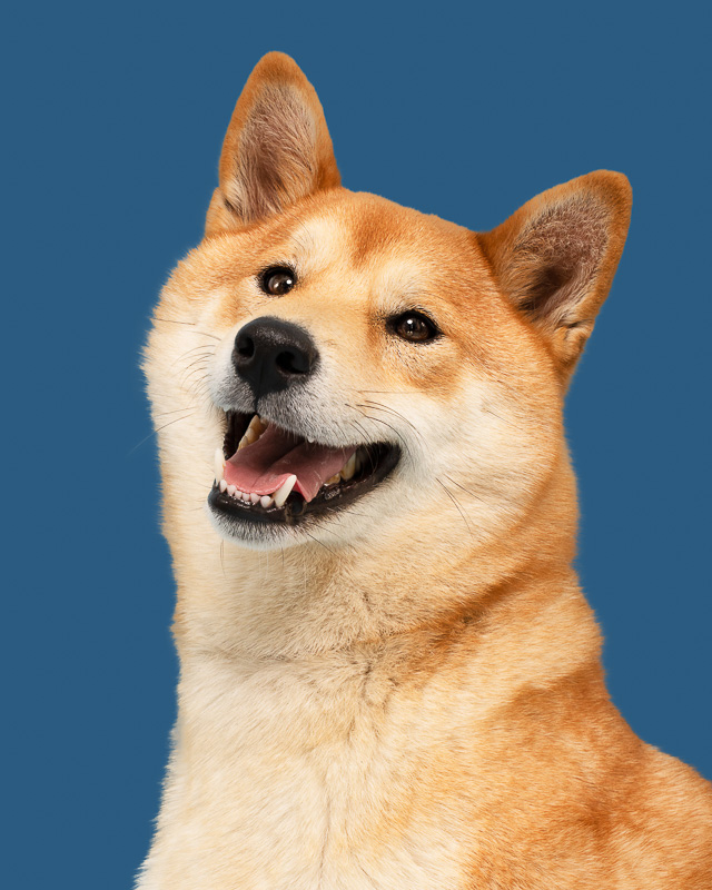 Photo chien studio - Shiba inu