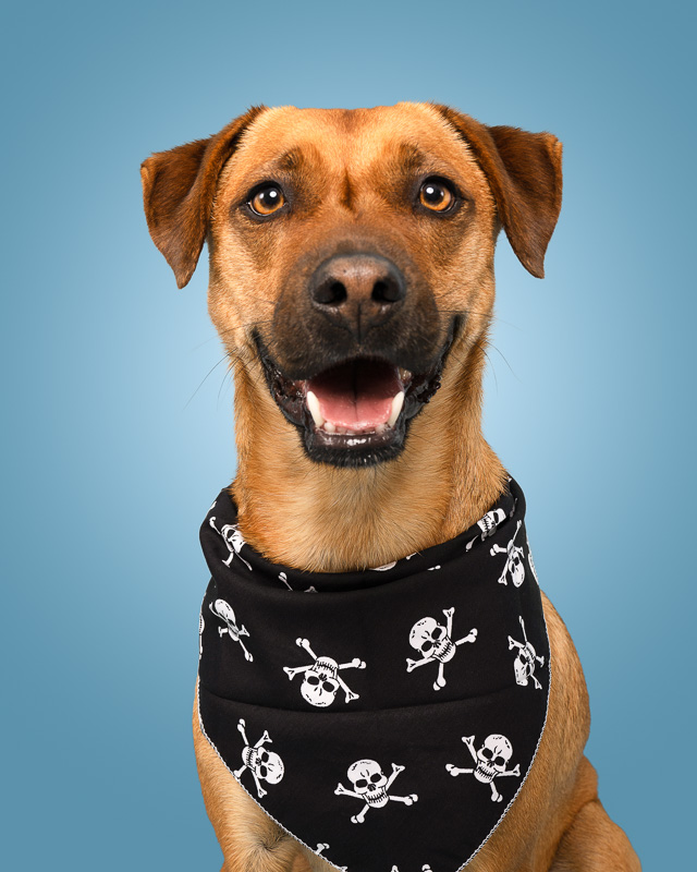 Photo Chien Studio - Berger créole