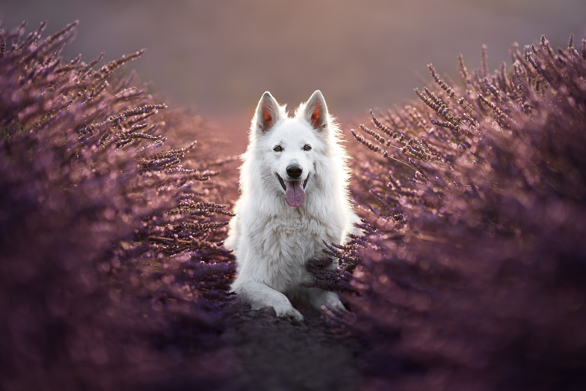 Photo Chien Extérieur - Berger blanc suisse