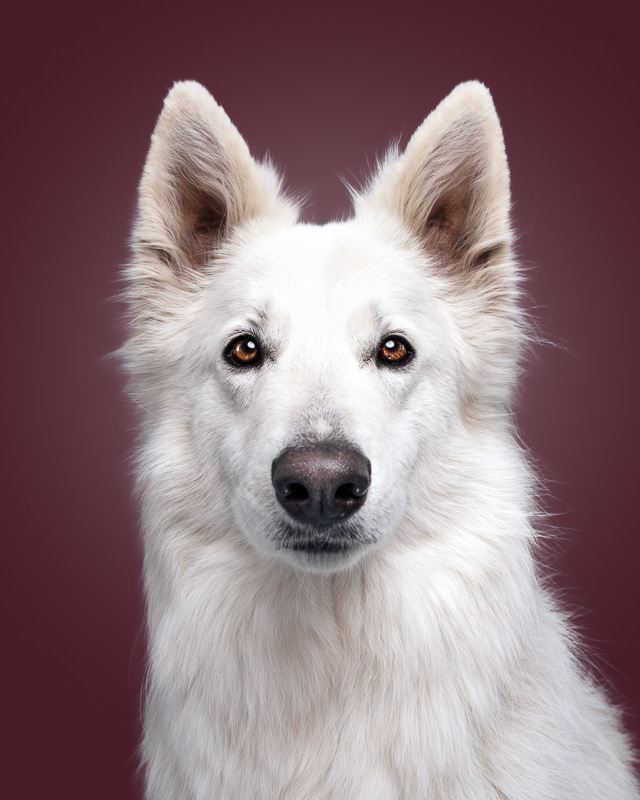 Photo Chien Studio - Berger blanc suisse