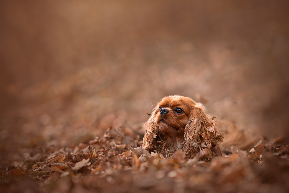 Photo Chien Extérieur - Cavalier king charles