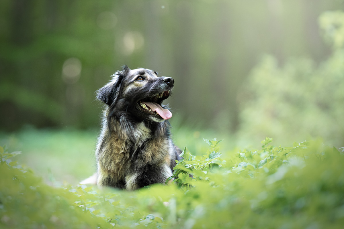 Photo chien foret hautes alpes