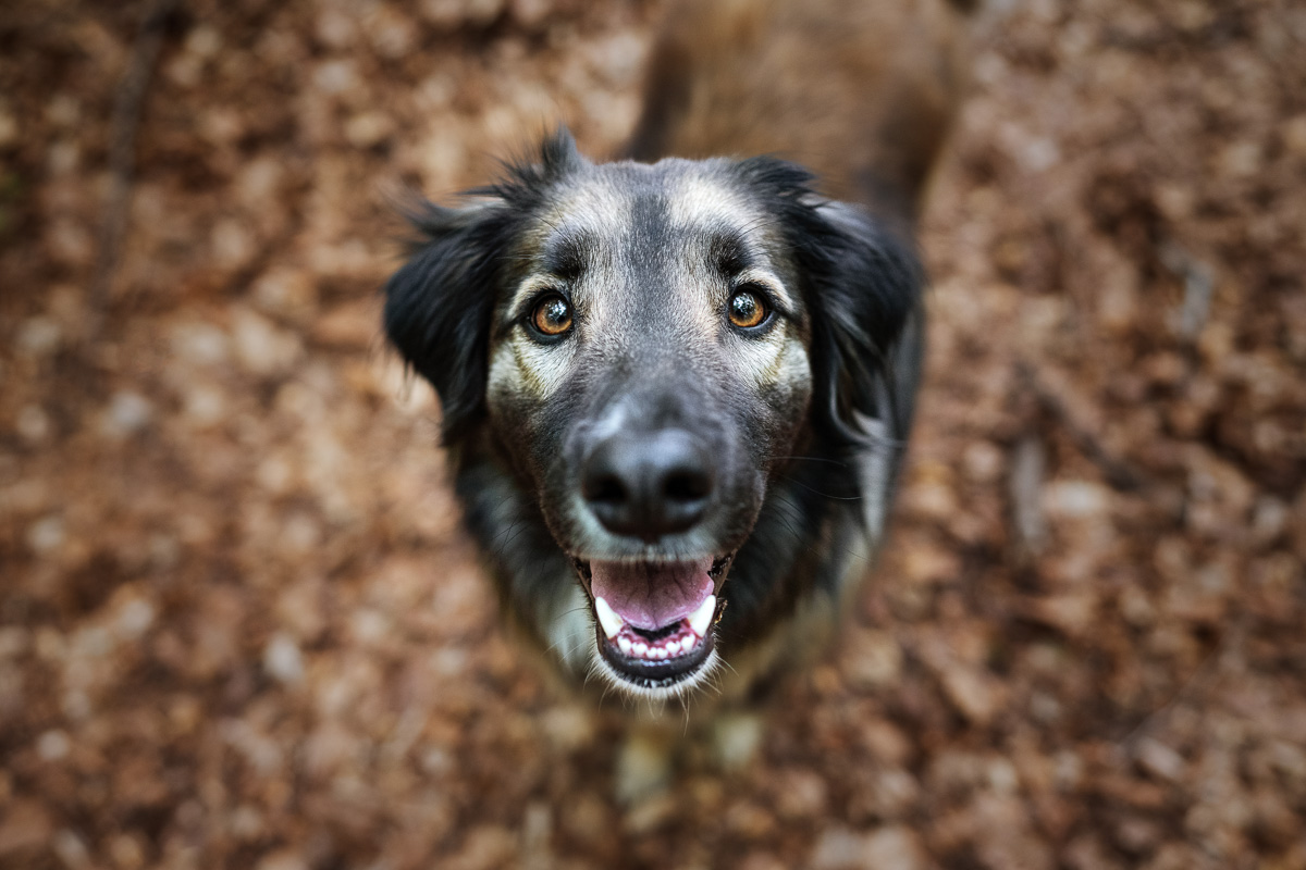 Photo Chien Extérieur