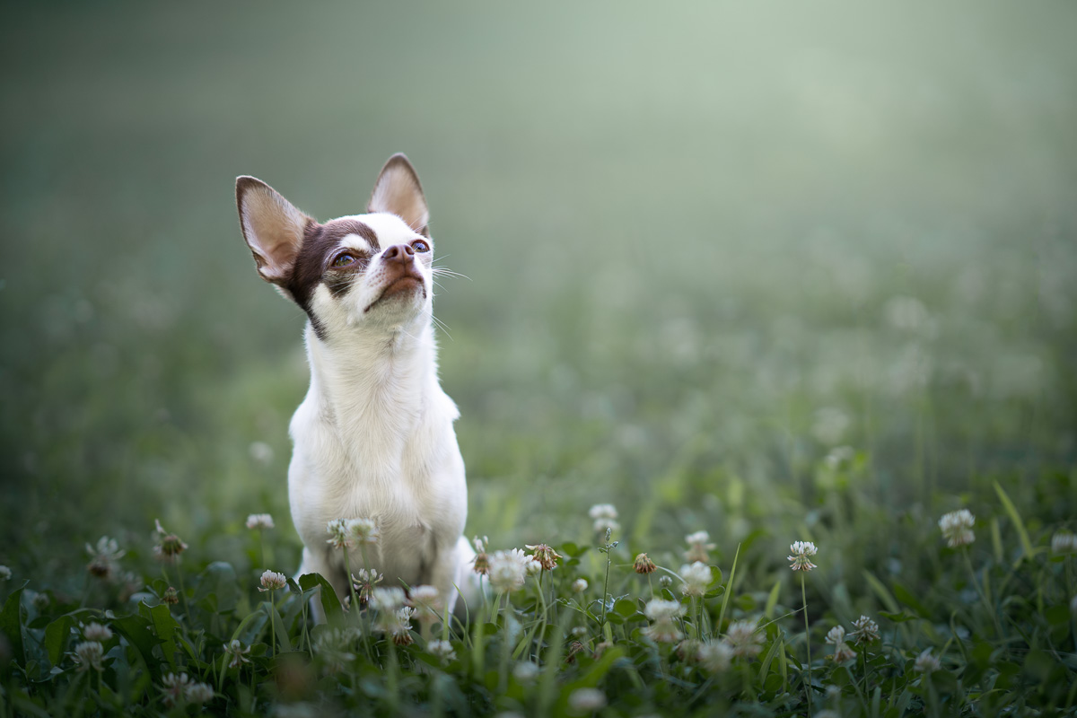 Photo Chien Extérieur - Chihuahua