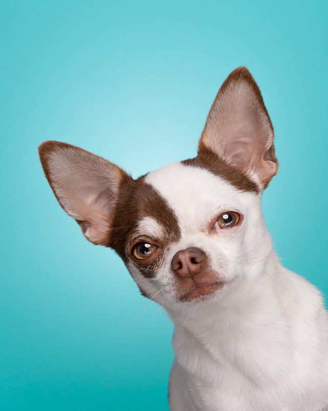 Photo Chien Studio - Chihuahua