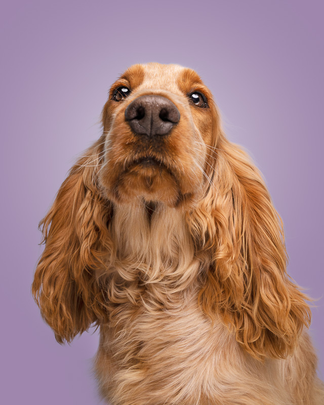 Photo Chien Studio - Cocker