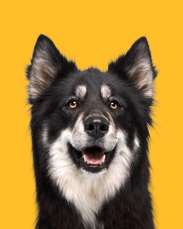 Photo Chien Studio - Malamute