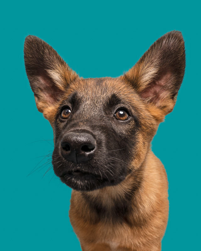 Photo Chien Studio - Malinois