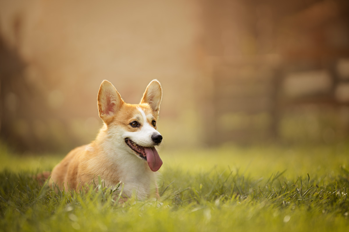 Photo Chien Extérieur - Corgi