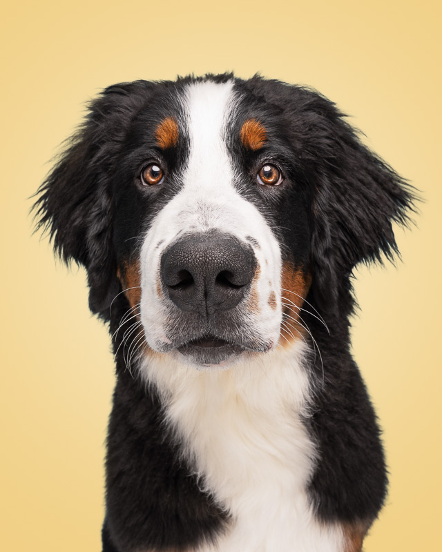 Photo Chien Studio - Bouvier Bernois