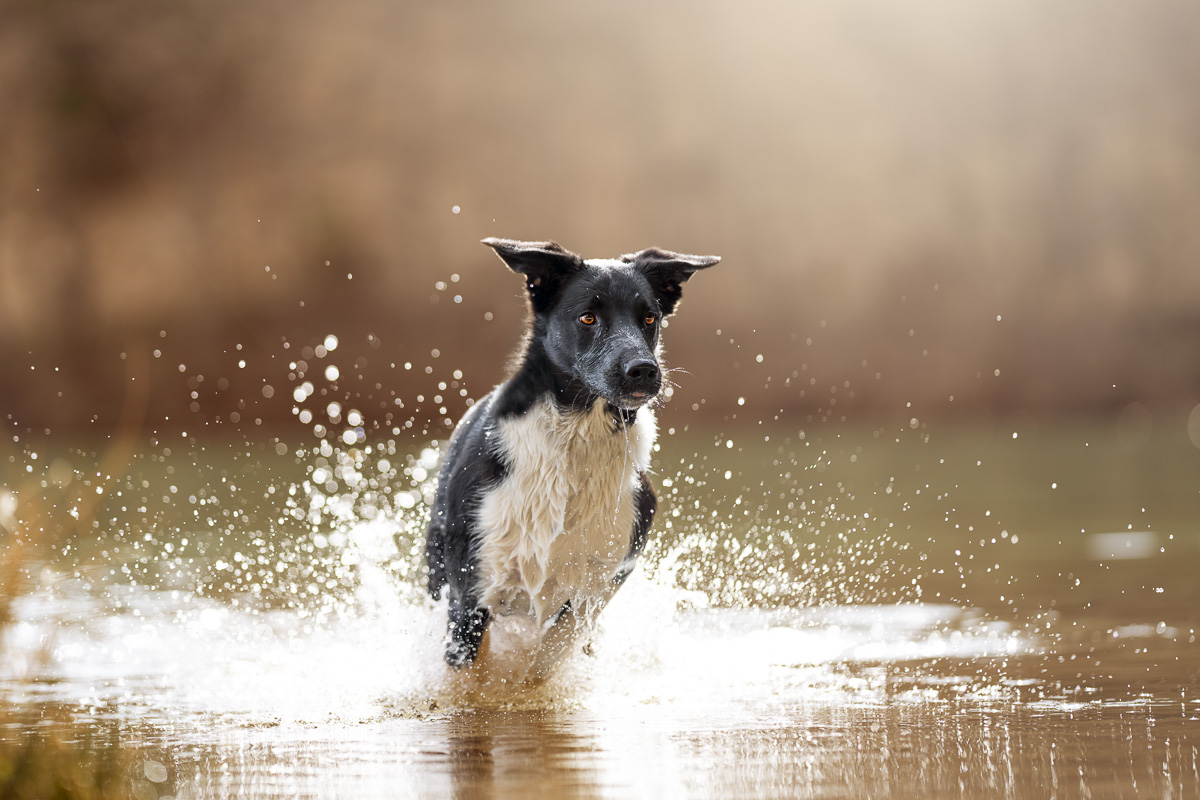 Photo Chien Extérieur